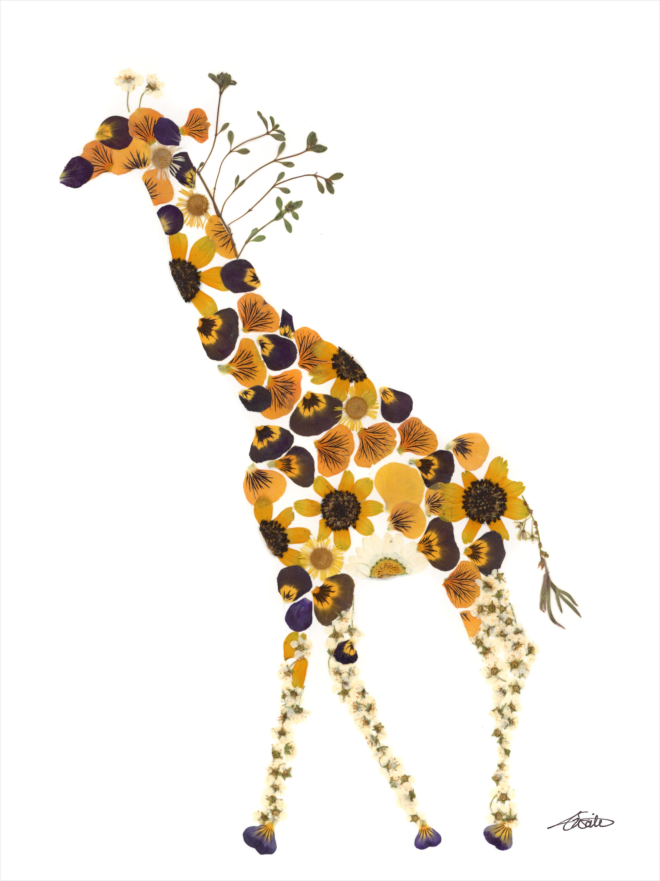 Roaming giraffe