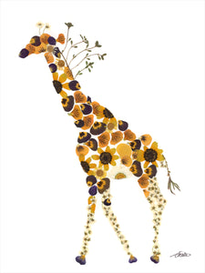 Roaming giraffe